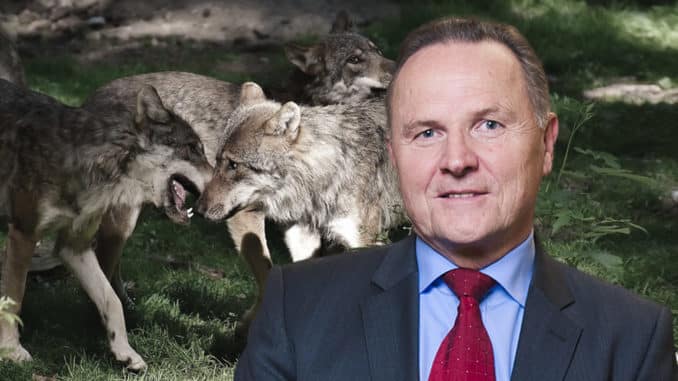 Der Schutz des Wolfes in Deutschland sollte situationsbedingt angepasst werden